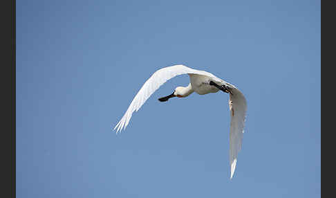 Löffler (Platalea leucorodia)