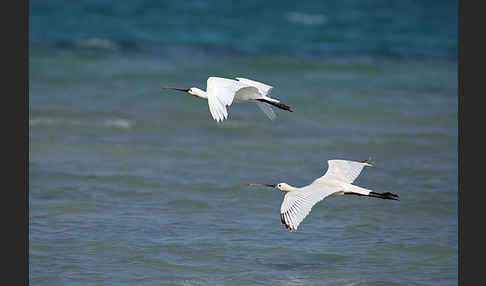 Löffler (Platalea leucorodia)