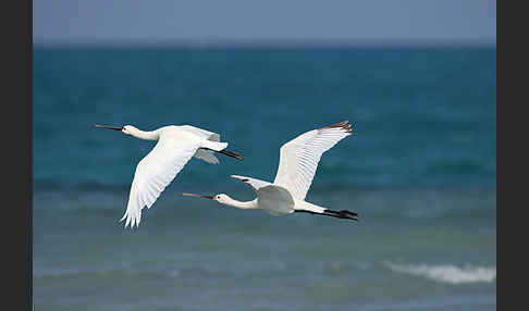 Löffler (Platalea leucorodia)