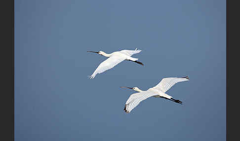 Löffler (Platalea leucorodia)