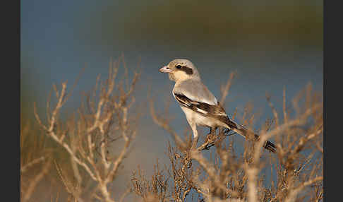 Südlicher Raubwürger (Lanius meridionalis algeriensis)