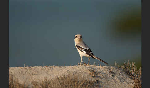 Südlicher Raubwürger (Lanius meridionalis algeriensis)