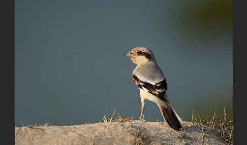 Südlicher Raubwürger (Lanius meridionalis algeriensis)