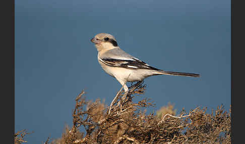 Südlicher Raubwürger (Lanius meridionalis algeriensis)