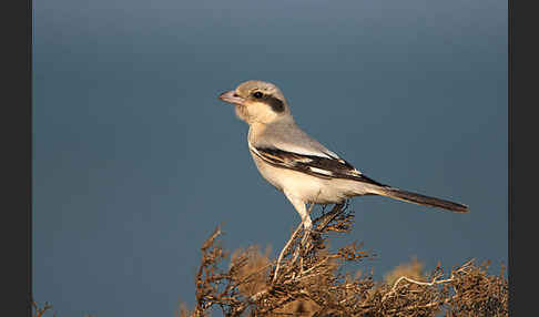 Südlicher Raubwürger (Lanius meridionalis algeriensis)