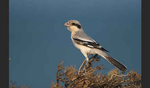 Südlicher Raubwürger (Lanius meridionalis algeriensis)