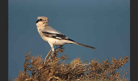 Südlicher Raubwürger (Lanius meridionalis algeriensis)