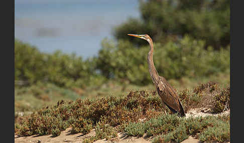 Purpurreiher (Ardea purpurea)