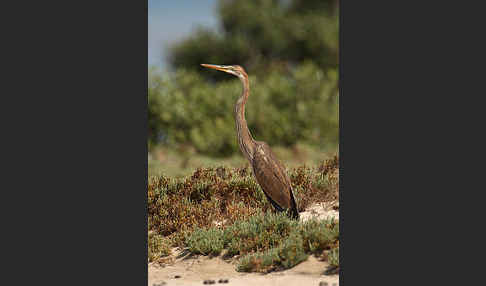 Purpurreiher (Ardea purpurea)