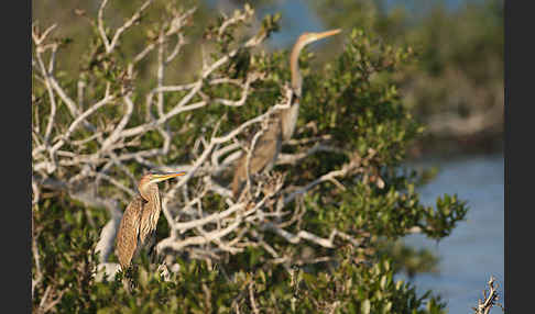 Purpurreiher (Ardea purpurea)