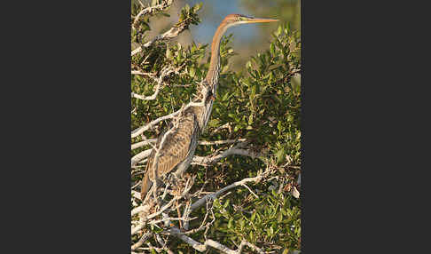 Purpurreiher (Ardea purpurea)