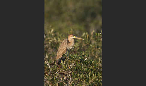 Purpurreiher (Ardea purpurea)