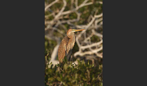 Purpurreiher (Ardea purpurea)