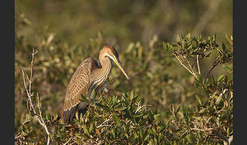 Purpurreiher (Ardea purpurea)