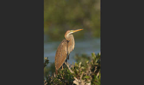 Purpurreiher (Ardea purpurea)