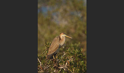 Purpurreiher (Ardea purpurea)