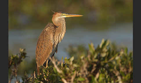 Purpurreiher (Ardea purpurea)