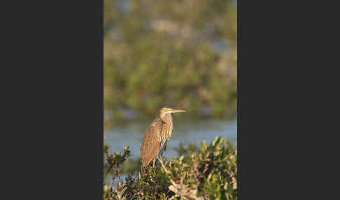 Purpurreiher (Ardea purpurea)