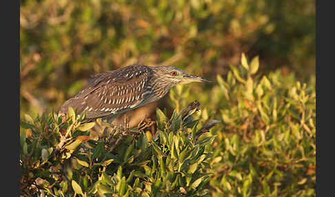 Nachtreiher (Nycticorax nycticorax)