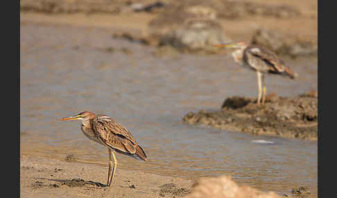 Purpurreiher (Ardea purpurea)