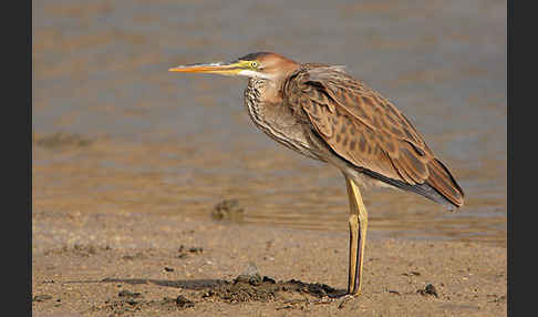 Purpurreiher (Ardea purpurea)