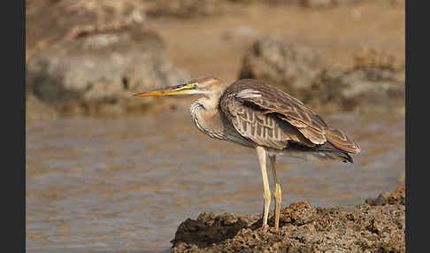 Purpurreiher (Ardea purpurea)