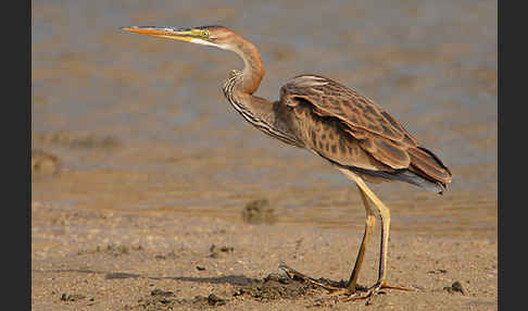 Purpurreiher (Ardea purpurea)