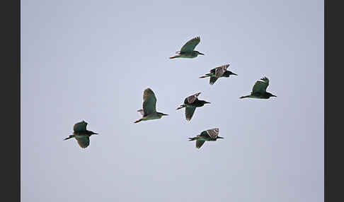 Nachtreiher (Nycticorax nycticorax)