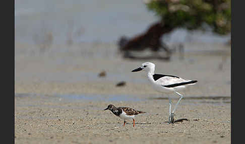 Reiherläufer (Dromas ardeola)