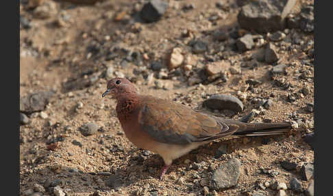 Palmtaube (Streptopelia senegalensis)