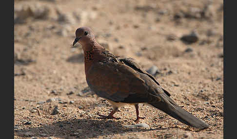 Palmtaube (Streptopelia senegalensis)