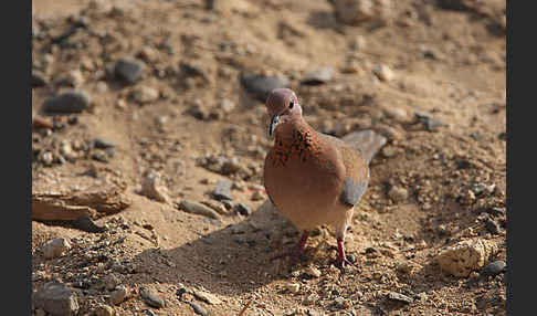 Palmtaube (Streptopelia senegalensis)