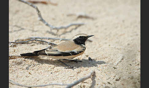 Wüstensteinschmätzer (Oenanthe deserti)