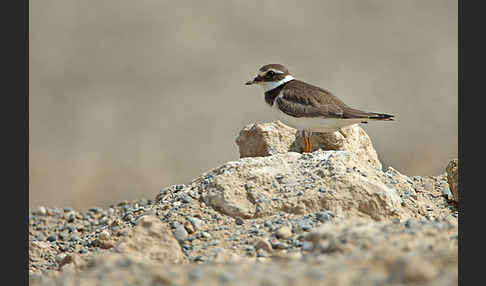 Sandregenpfeifer (Charadrius hiaticula)