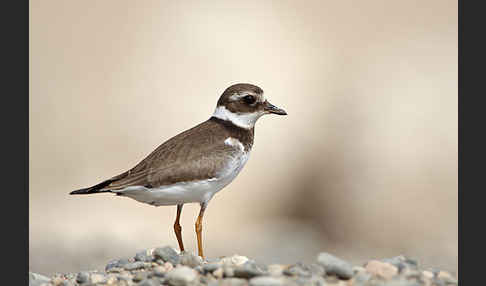 Sandregenpfeifer (Charadrius hiaticula)