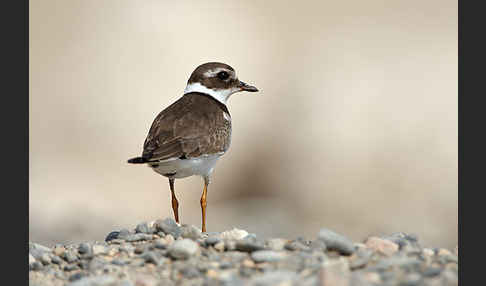 Sandregenpfeifer (Charadrius hiaticula)