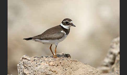 Sandregenpfeifer (Charadrius hiaticula)