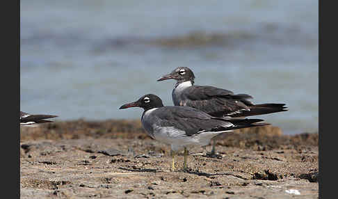 Weißaugenmöwe (Larus leucophthalmus)