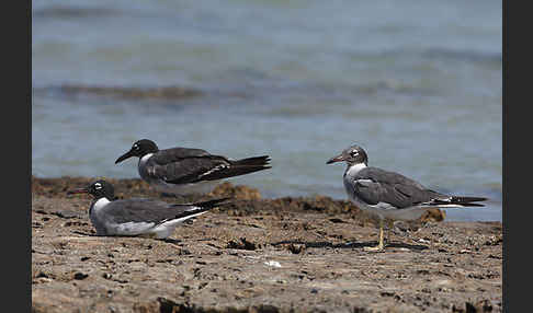 Weißaugenmöwe (Larus leucophthalmus)