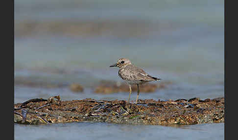 Wüstenregenpfeifer (Charadrius leschenaultii)