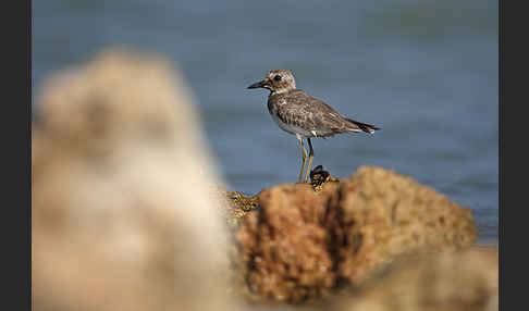 Wüstenregenpfeifer (Charadrius leschenaultii)