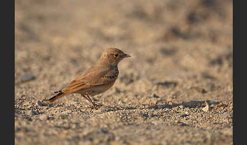 Sandlerche (Ammomanes cincturus)