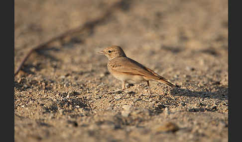 Sandlerche (Ammomanes cincturus)