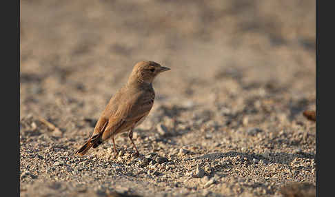 Sandlerche (Ammomanes cincturus)