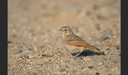 Sandlerche (Ammomanes cincturus)