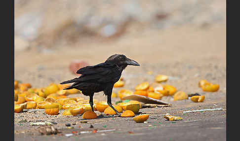 Wüstenrabe (Corvus ruficollis)