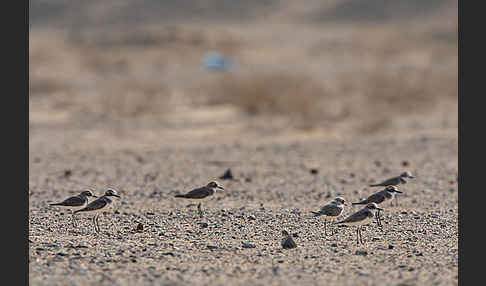 Wüstenregenpfeifer (Charadrius leschenaultii)