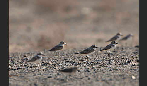 Wüstenregenpfeifer (Charadrius leschenaultii)