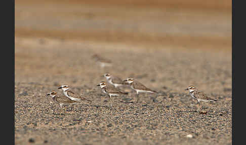 Wüstenregenpfeifer (Charadrius leschenaultii)