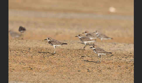 Wüstenregenpfeifer (Charadrius leschenaultii)